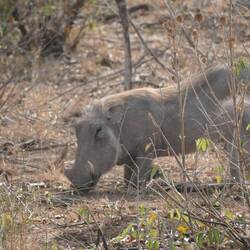 Warthog.