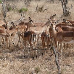 Impala