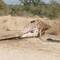 Taken down by lion and abandoned for three days