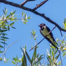 Hirondelle rustique