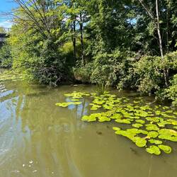 Wasserpflanzen am Ufer, grün, sollte das Wasser nicht blauer sein, zumindest klarer? Saarkanal-km 4