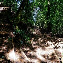 A long and steep hiking trail through the forest covering the fertile slopes of Cerro Verde.