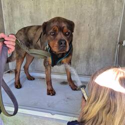 Hundedusche auf dem Camping
