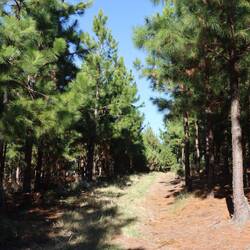 ...um diese zu erreichen geht es zuerst durch den Wald...