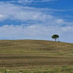 Vermoedelijk de meest gefotografeerde boom op de Via Francigena