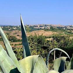 Boven deze vetplant de skyline van Siena