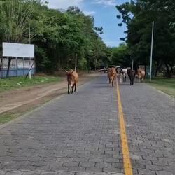 Straßenverkehr auf Ometepe