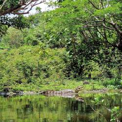 Krokodil, Rio Isitián