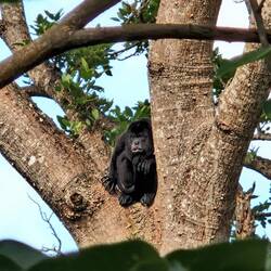 Brüllaffe, Chacro Verde