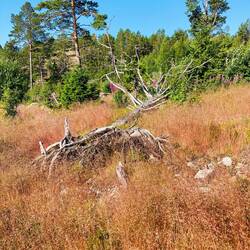 ... das harsche Klima ... N63deg