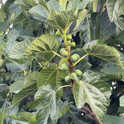 I'm obsessed with the figs.