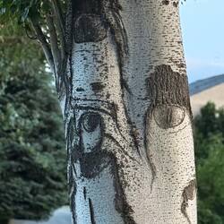 I don't know about the crows, but the trees do have eyes. Creepy.