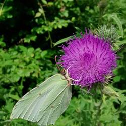 A female Brimstone Butterfly!