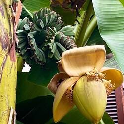 Bananen in einem Vorgarten in Sarralbe