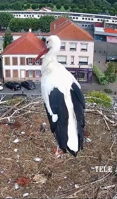 Webcam auf dem Hotel de Ville (Rathaus) in Sarralbe