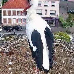 Webcam auf dem Hotel de Ville (Rathaus) in Sarralbe