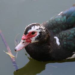 Muscovy Duck