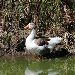 Graylag Goose