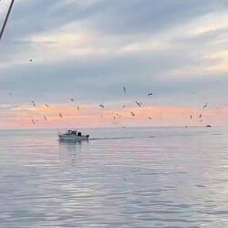 LES DAUPHINS🩵🐬✨