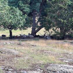 Sheep enjoying the shade.