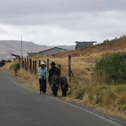 Gassi gehen mit Schweinen – hier ganz normal 🐖🚶‍♂️😅