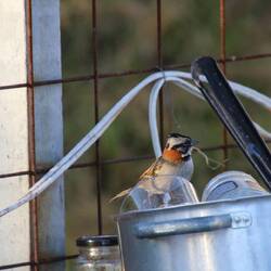 Rufous-collared Sparrow