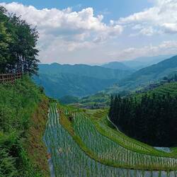 Les rizières sont encore en eau !
