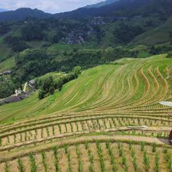 Les cheveux sont extrêmement longs (coupés une fois a 18 ans uniquement) et restent noirs même à 90a