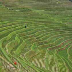 Gros plan pour vous aider! 😁 en dehors de la charrue tirée par un buffle, tout se fait à la main !
