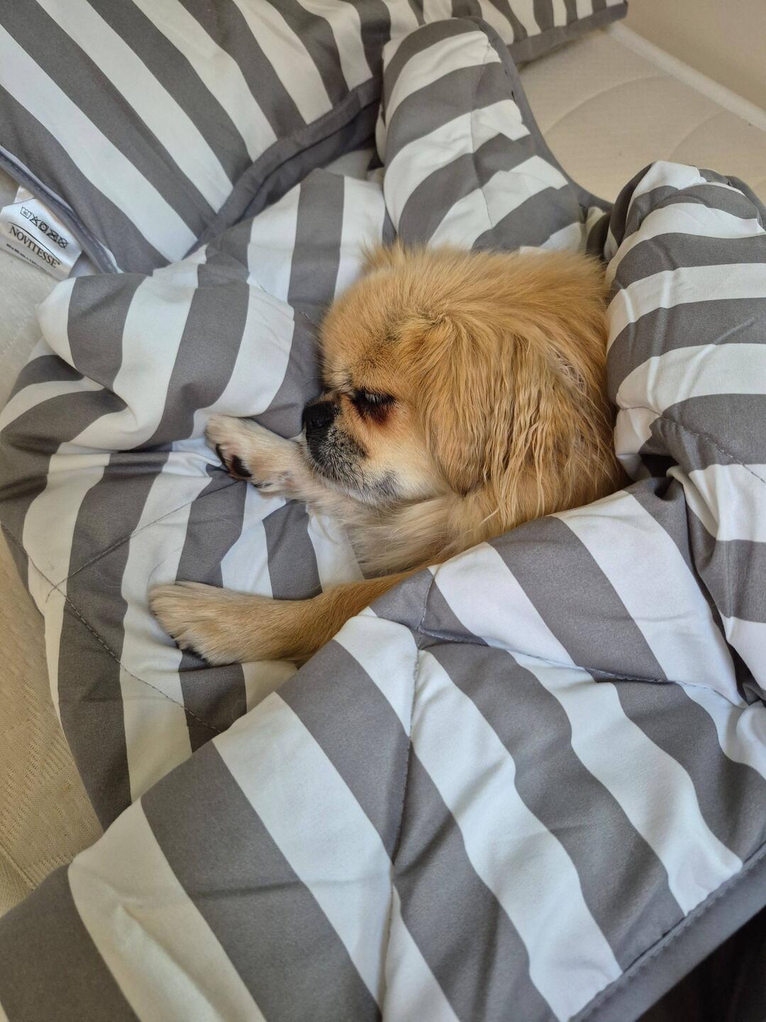 Im Bett ist es am schönsten 😊