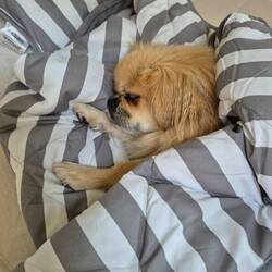 Im Bett ist es am schönsten 😊
