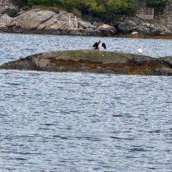 A Great Cormorant