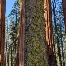 Normalobaum < - > Sequoia