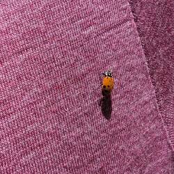 Wir werden von 🐞 verfolgt. Ganze Schwärme umschwirren uns 😮