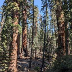 Ein netter Rundweg, den wir fast für uns alleine haben. Die meisten kommen nur zum General Sherman