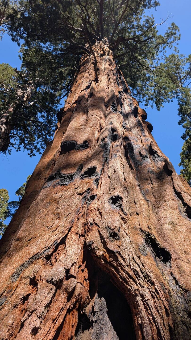 "Alt wie ein Baum möchte ich werden... "🎵🎶Und bitte dann ein Sequoia 😉