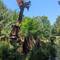 Drachen im Park