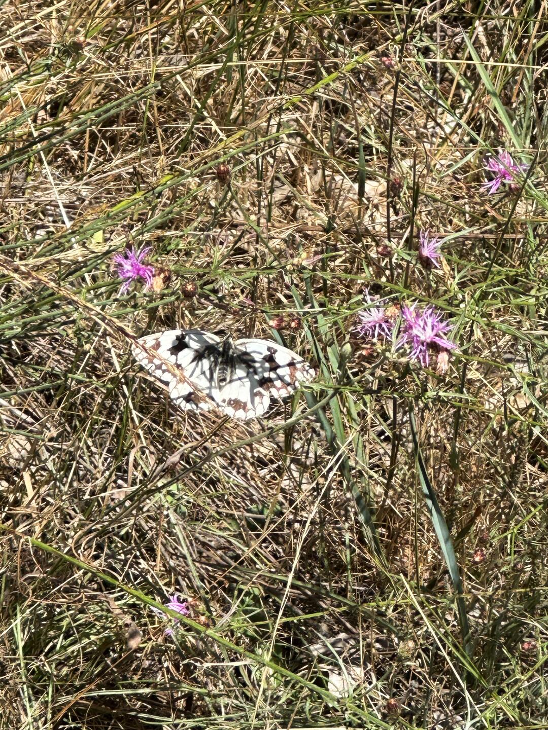 Melanargia lachesis, the Iberian marbled white