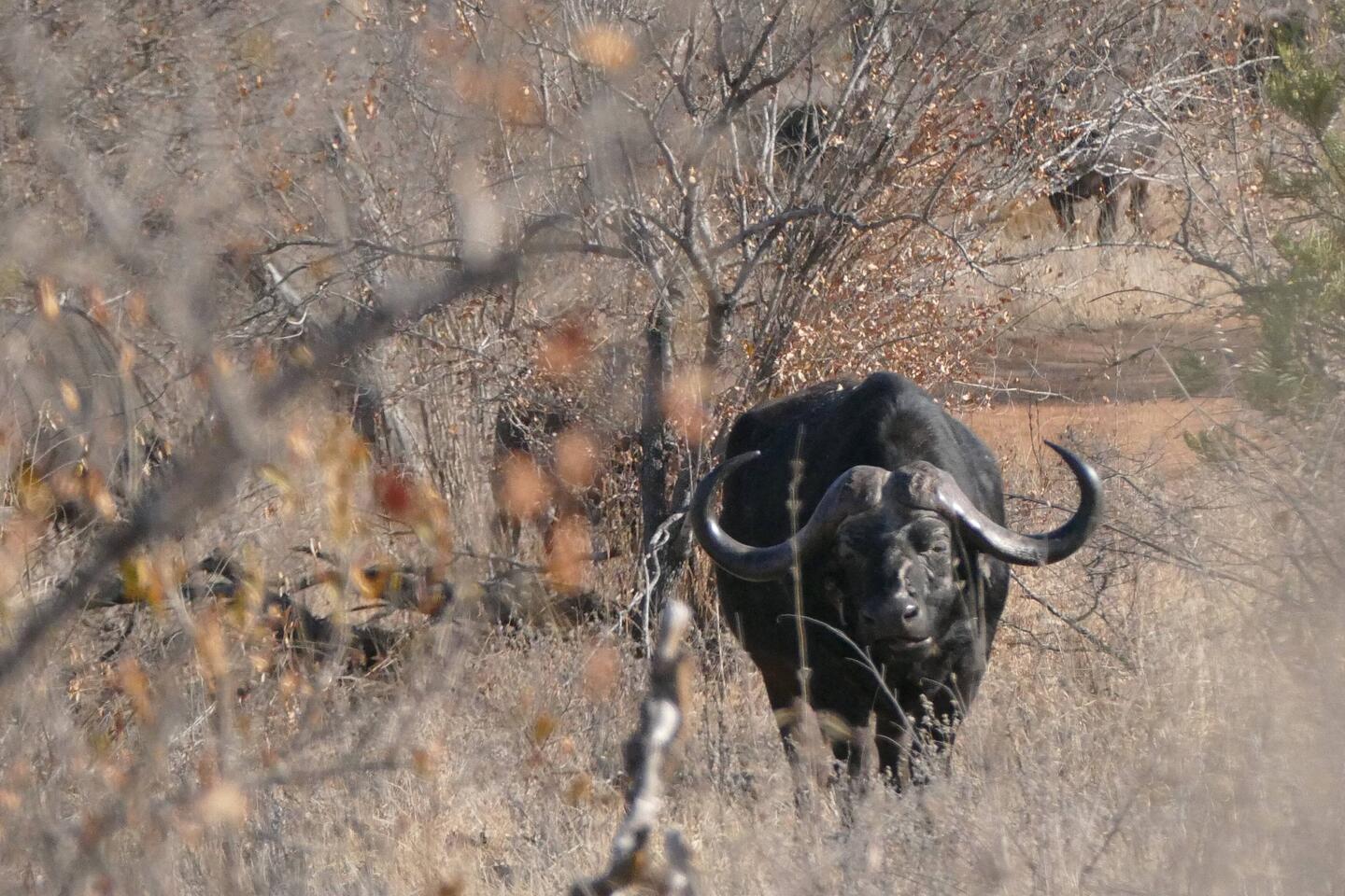 Cape Buffalo staring us down