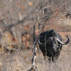 Cape Buffalo staring us down