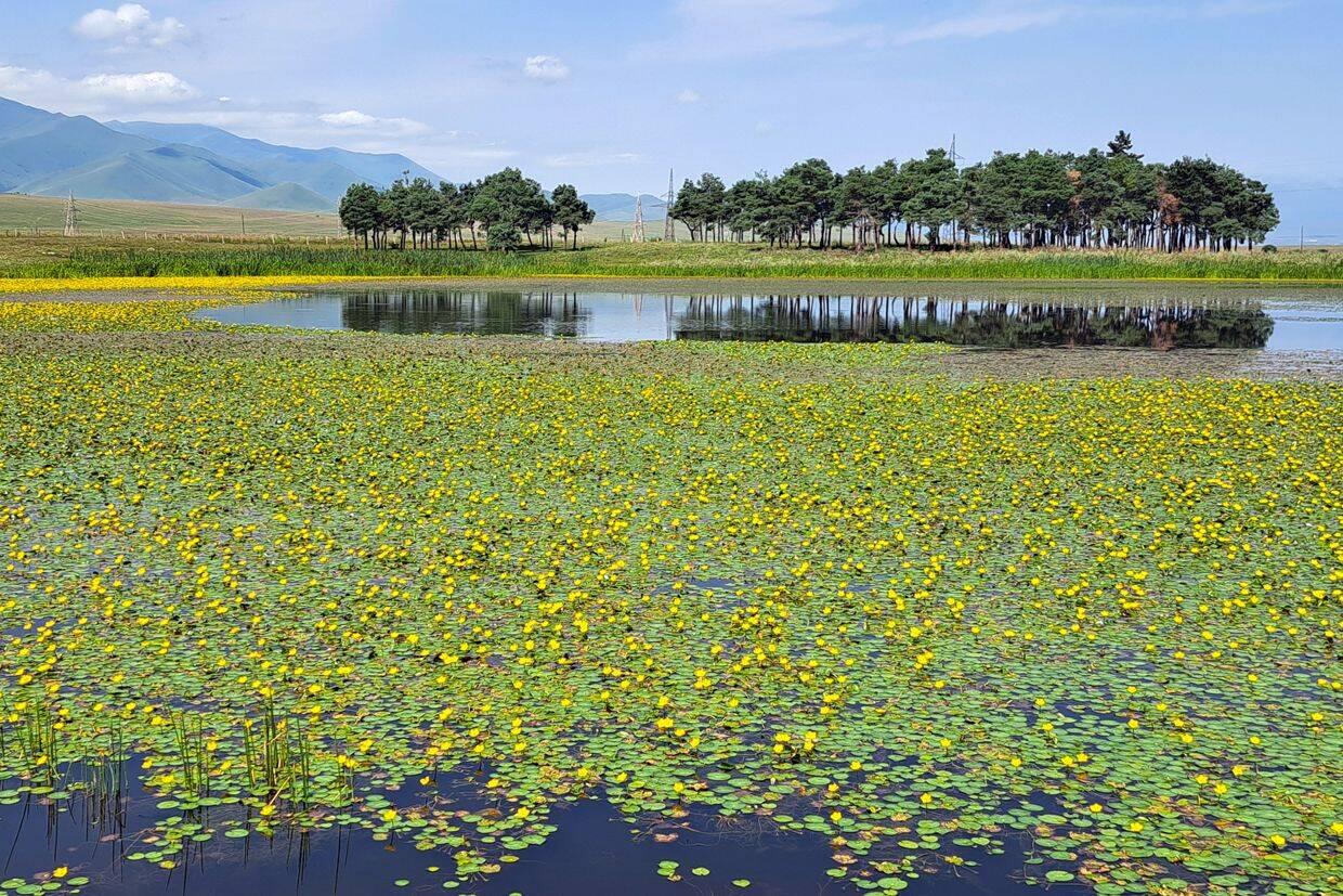 Golden Lily Lake