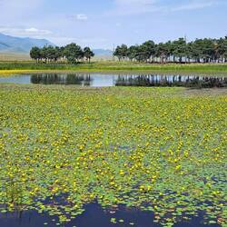 Golden Lily Lake