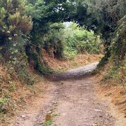 Yesterday the trees had eyes. Today...