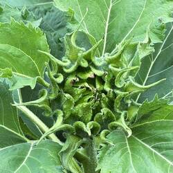 Incipient sunflower