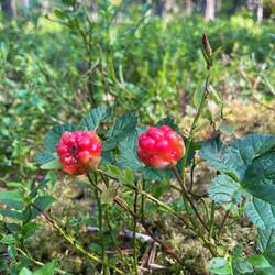Moltebeeren (wahrscheinlich)