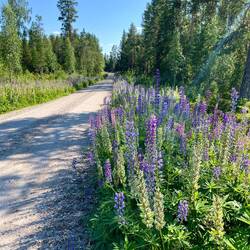 Diese Blumen begleiteten uns entlang der Straßen auf über 50 km!