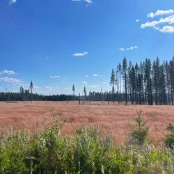 Wo sind die Fulings?