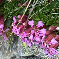 Auf 2.500 m am Wegesrand...