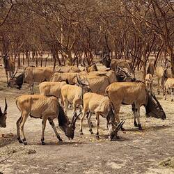 Herd of eland