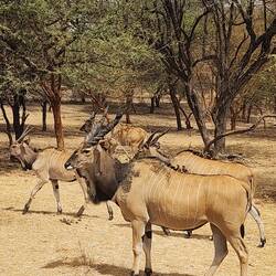 Common eland